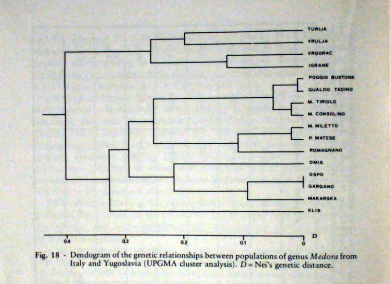 Medora albescens - Medora macascarensis albescens